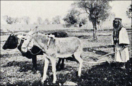 20120513-donkey Ploughing_in_Judea.jpg